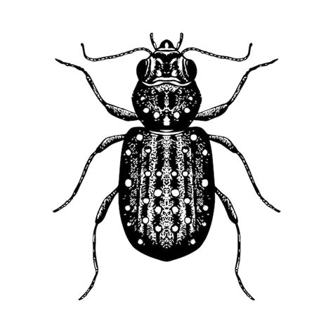 Premium Vector Hand Drawn Sketch Of Beetle