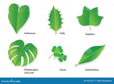 Tropical Leaves with Botanical Names Stock Vector - Illustration of ...