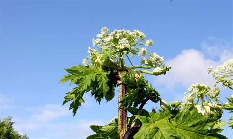 Giant Hogweed vs. Queen Anne’s Lace