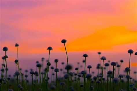 Flower Field Silhouette Stock Photos Images And Backgrounds For Free