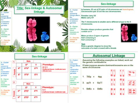 Sex Linkage And Autosomal Linkage Aqa A Level Biology A2 17