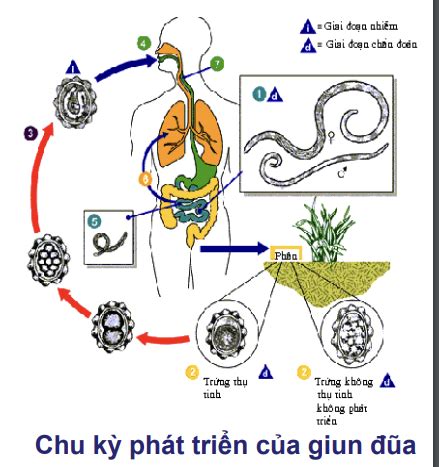 Thẻ ghi nhớ Lec 16 Đại cương ki sinh trùng y học Quizlet