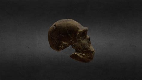 Hominid skull - 3D model by Art in Science LJMU (@ArtinScienceMA) [c0fc494] - Sketchfab