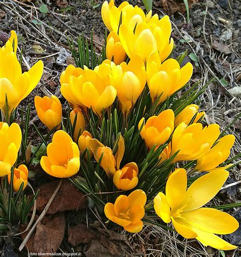 Crocus Vernus GOLDEN YELLOW C Flavus L Y Floriana Bulbose