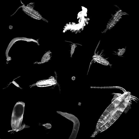 ZOOPLANKTON