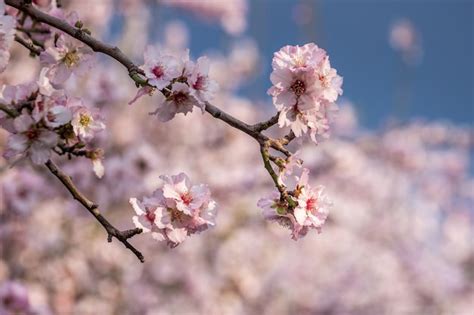 Flor De Cerejeira árvore De Sakura Florescendo Flores Cor De Rosa