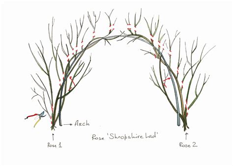 Pruning Roses Part 3. Climbers. — LONDON BLOOMS