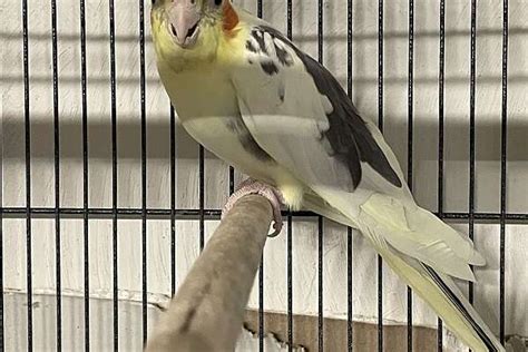 Male Pied Cockatiel