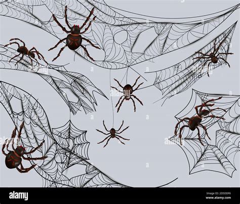 Collection Of Cobweb For Catching Insects Cobweb And Spiders Isolated