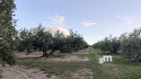 Fincas Y Parcelas Rusticas En Venta En Baena C Rdoba Granmanzana