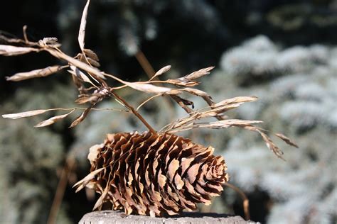 pinecone scenery nature  photo  pixabay pixabay