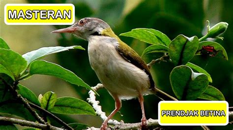 Masteran Burung Prendjak Betina 1 Jam Non Stop YouTube