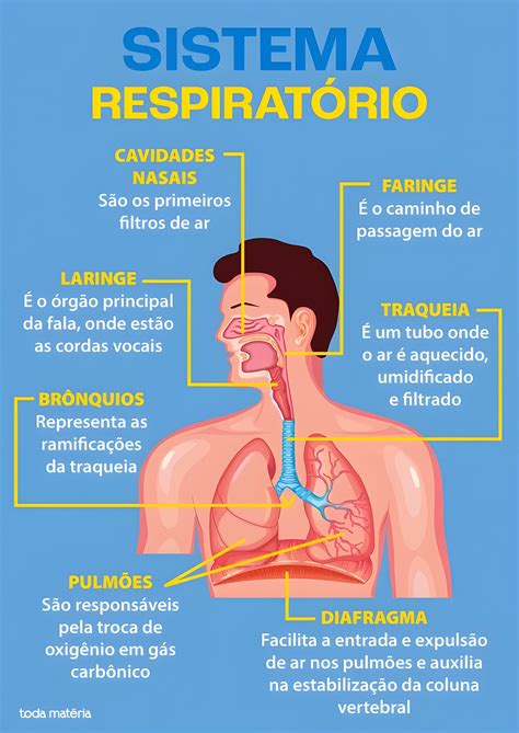 SISTEMA RESPIRATÓRIO Sistema respiratório Respiratório Sistema