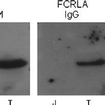 FCRLA Associates With IgM In Multiple Cell Lines Cell Lysates Were