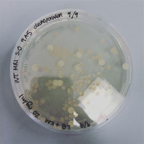 Team NRP UEA Norwich Results 2016 Igem Org