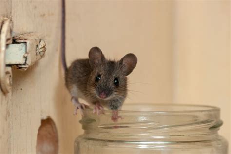 Cara Membasmi Tikus Di Rumah Dijamin Enggak Bakal Muncul Lagi