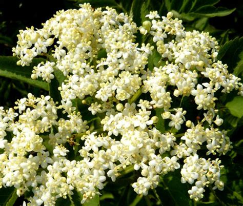 Butterfly Weed White Seeds - Asclepias Incarnata