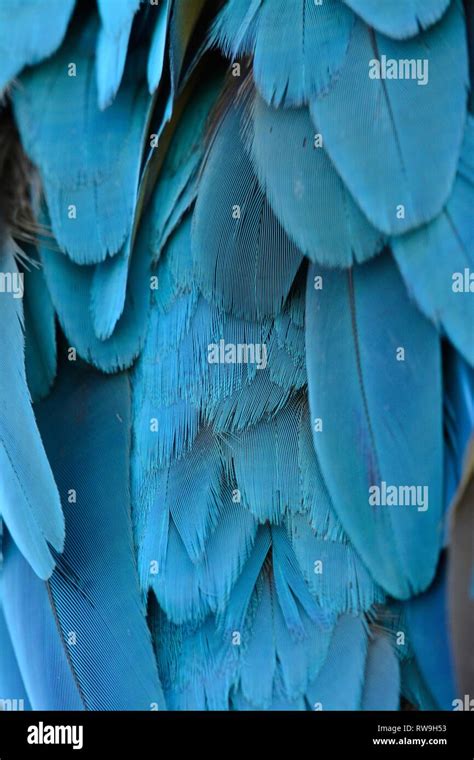 Beautiful Blue And Yellow Macaw Ara Ararauna Also Known As The Blue