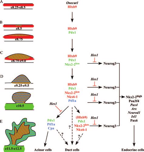 Correlations Between Morphogenetic Events And Pancreatic Gene