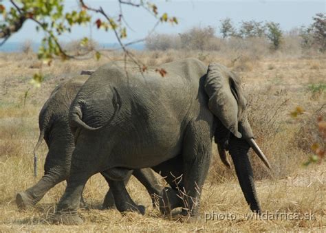 Lake Kariba Wildlife/DSC_1877