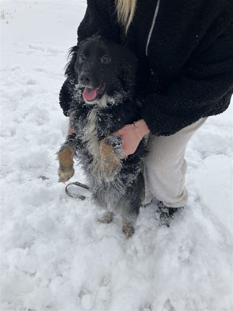 Adoption de Archie Petit chien chien croisé petit région Île de France