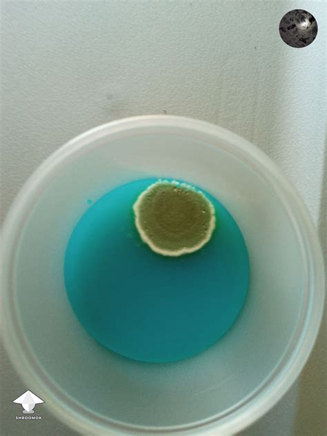 Sometimes Contamination Is So Pretty