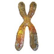 Chromosome Photograph By Kateryna Kon Science Photo Library Fine Art