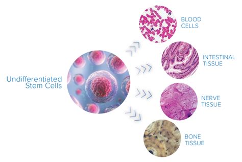 Stem Cell Injections For Knee Arthritis Spring Loaded Technology