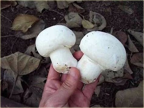 Nasiona Pieczarka Jadalna Grzyb Szt Nxx Agaricus Bisporus