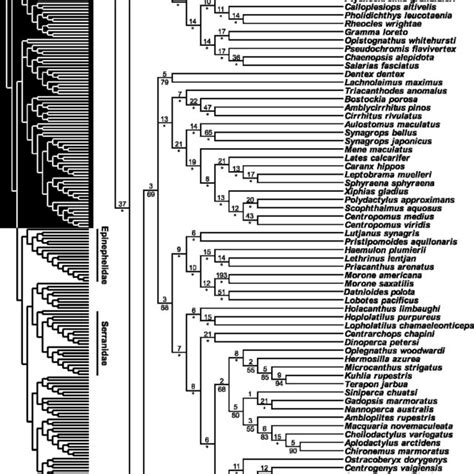 Part Ii Of The Strict Consensus Of Four Equally Most Parsimonious Trees Download Scientific