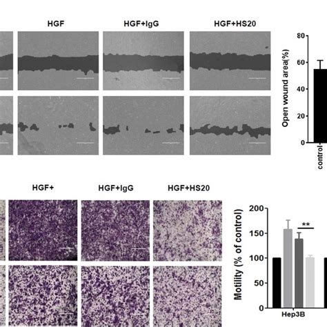 Hs20 Inhibited Hgf Mediated Cell Migration And Motility A Hep3b