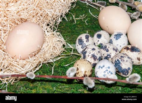 A Pussy Willow Sprig And Easter Egg For The Feast Of The Radiant Resurrection Of Christ Stock