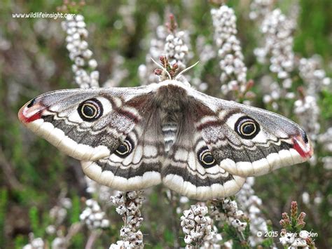 Wildlife Identification Books Wildlife Insight