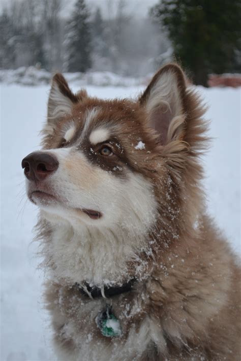 Giant Alaskan Malamute Brown Pets Lovers