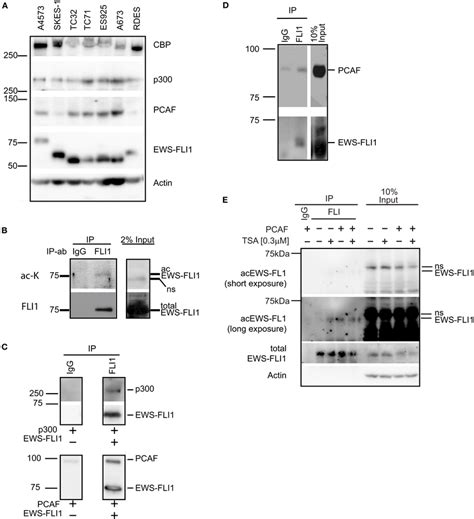 Histone Acetyltransferases Are Expressed In ES Cells And Directly