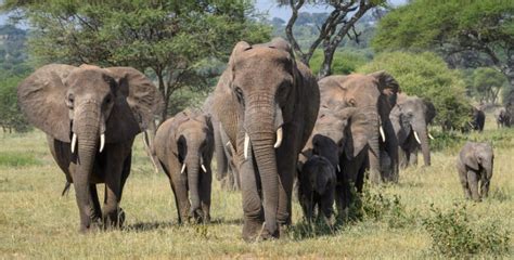 African Elephants In Tarangire National Park Africa Adventure Vacations