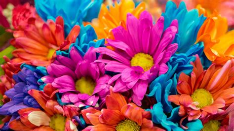 WALLPAPERS HD: Colorful Flowers