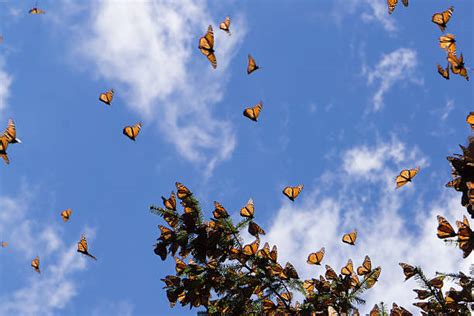 Best Monarch Migration Stock Photos Pictures And Royalty Free Images