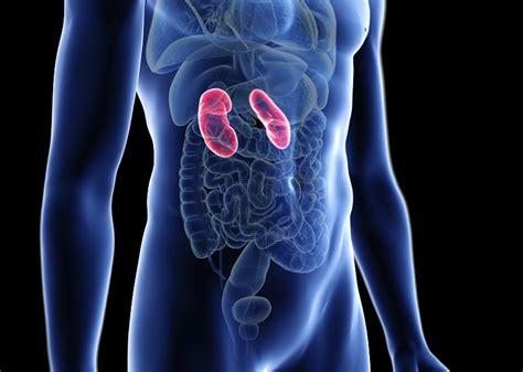 reduced kidney function attenuates bmd gains  bisphosphonate