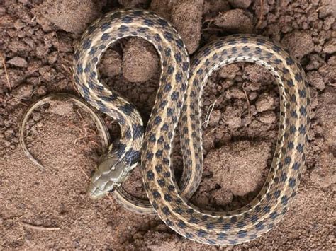 What do garden snakes look like- Are they poisonous - Garden Bagan