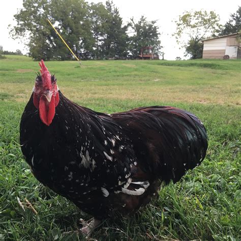 Jubilee Orpington Chicken For Sale Cackle Hatchery