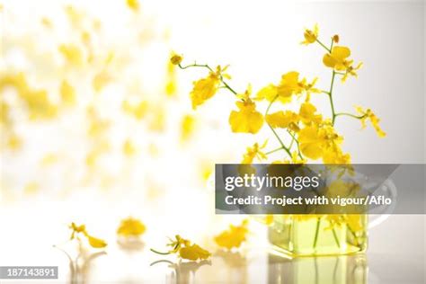 Oncidium Flowers In Glass Vase High Res Stock Photo Getty Images
