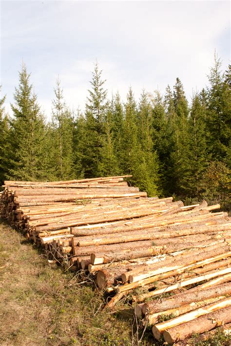 Tynning Skogbruk Store Norske Leksikon