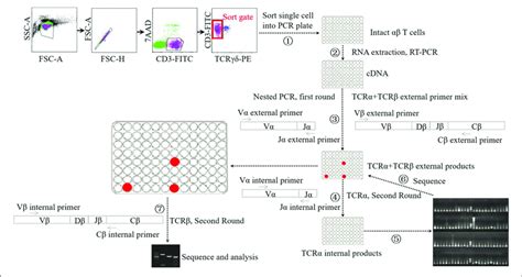 Schematic Diagram Of Single Cell Pcr Assay Sorting Single αβ T