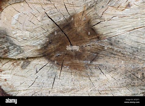 Detailed View Of A Felled Tree Trunk In The Forest Background Of A