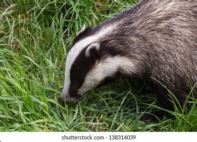 European Badger Meles Meles Close Portrait Stock Photo