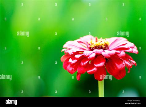 Flores en el jardín Stock Photo - Alamy