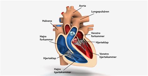 Hjertet V Rd At Vide Om Dit Hjerte Gotutor