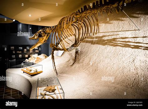 View of a mounted Mosasaurus fossil at the Natural History Museum in ...