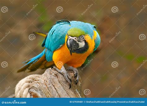 Parrot Blue And Yellow Macaw Ara Ararauna Also Known As The Blue And